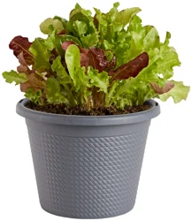 Bonnie Plants Bonnie 8" Generic Round