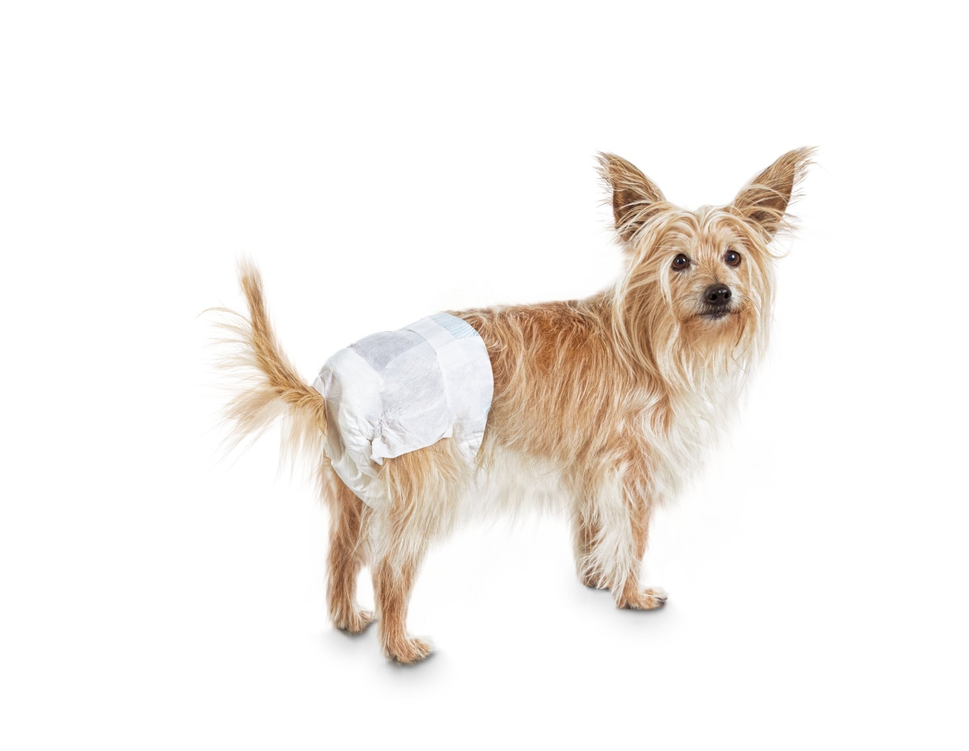 slide 1 of 1, So Phresh Comfort Dry Disposable Dog Diapers, 12 ct; SM