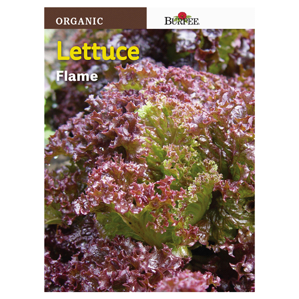 slide 1 of 1, Burpee Organic Lettuce Flame Seeds, 1 ct