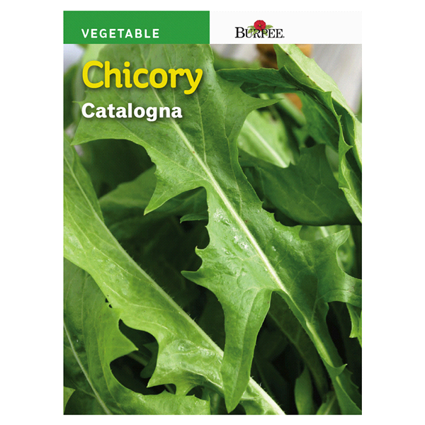 slide 1 of 1, Burpee Italian Chicory Catalogna Seeds, 1 ct