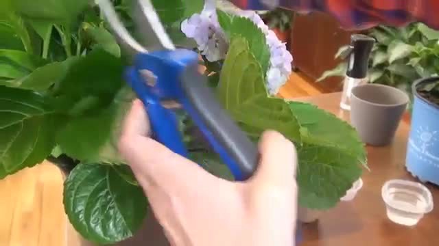 slide 7 of 7, Garden Tech RootBoost Rooting Hormone 2 Ounces, 1 ct