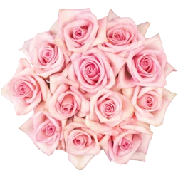 Market District Dozen Roses