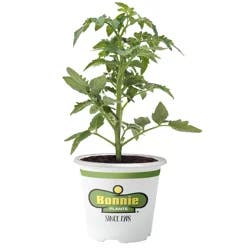 Bonnie Plants Patio Tomato