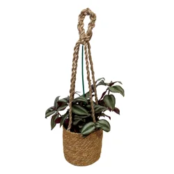 Por La Mar Nursery Foliage Hanging Basket