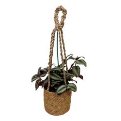 Por La Mar Nursery Foliage Hanging Basket