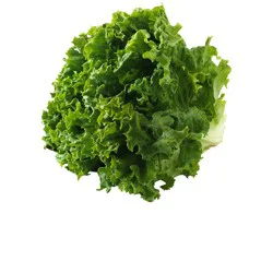 Green Leaf Lettuce