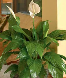 White Peace Lily House Plant
