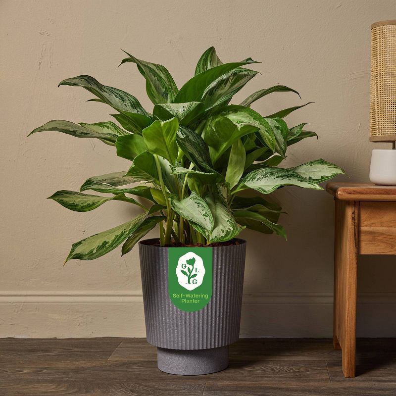 slide 3 of 6, 10" Ellis Foliage - Good Little Garden™, 1 ct