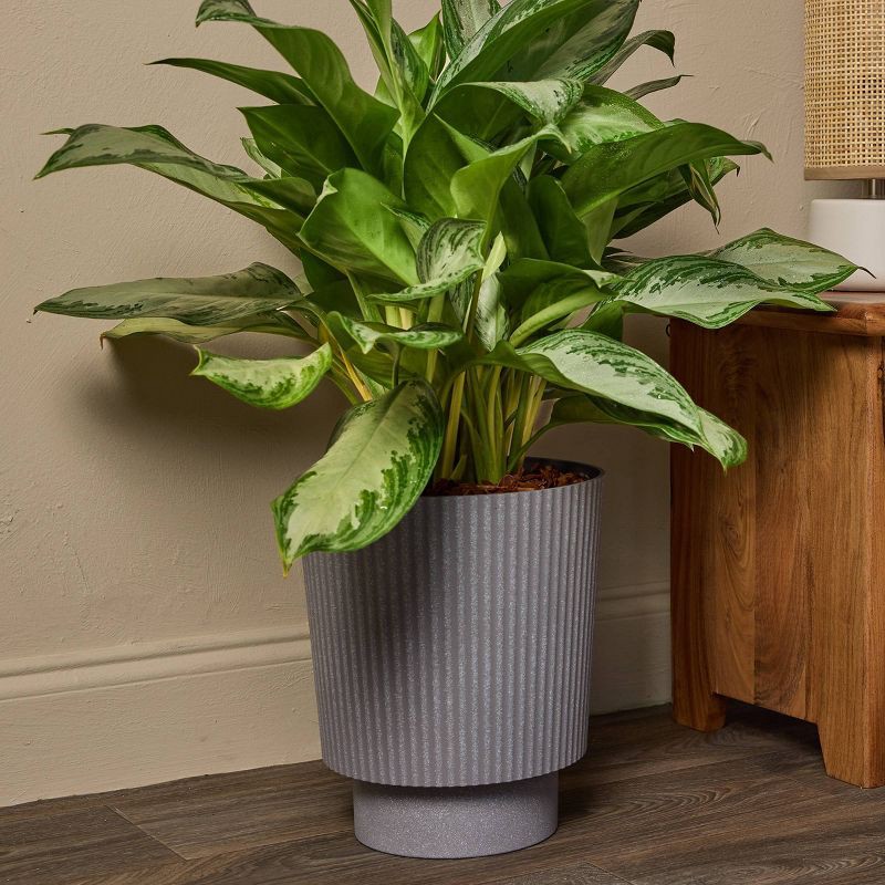 slide 4 of 6, 10" Ellis Foliage - Good Little Garden™, 1 ct