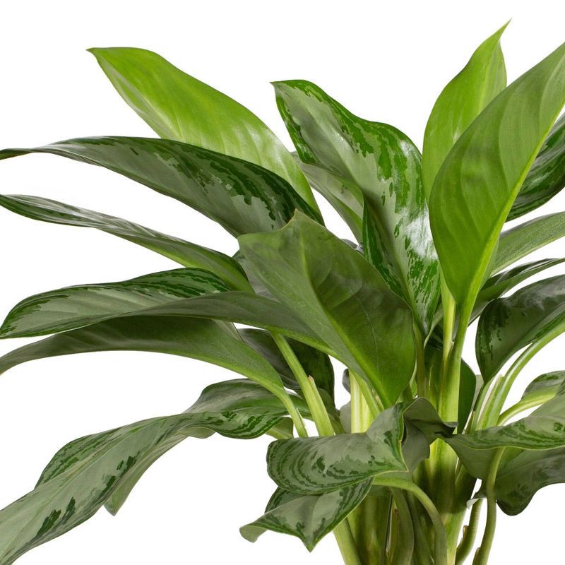 slide 2 of 6, 10" Ellis Foliage - Good Little Garden™, 1 ct