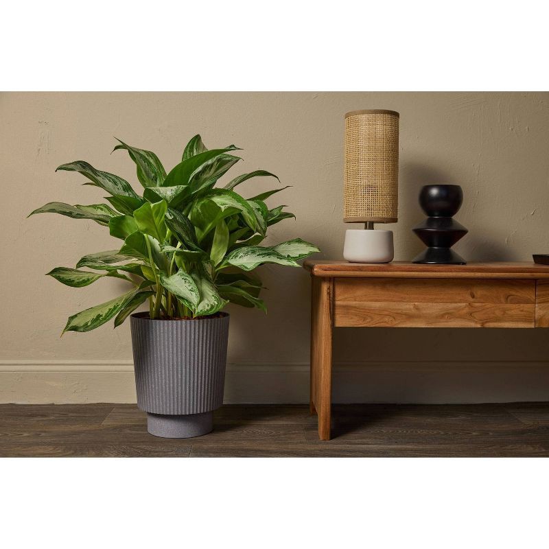 slide 5 of 6, 10" Ellis Foliage - Good Little Garden™, 1 ct