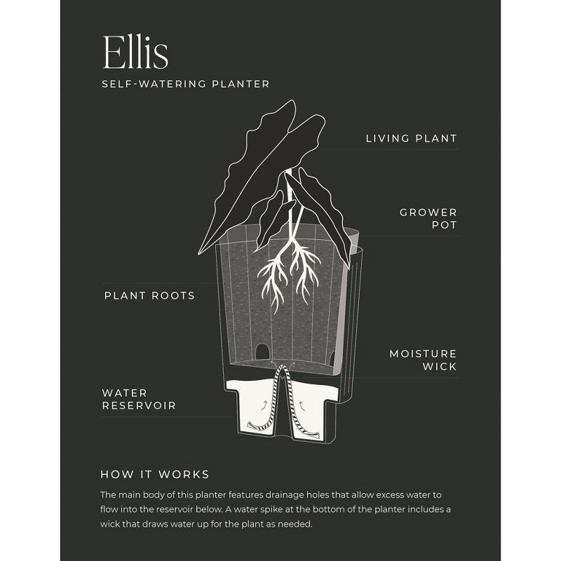 slide 6 of 6, 10" Ellis Foliage - Good Little Garden™, 1 ct