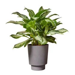 10" Ellis Foliage - Good Little Garden™