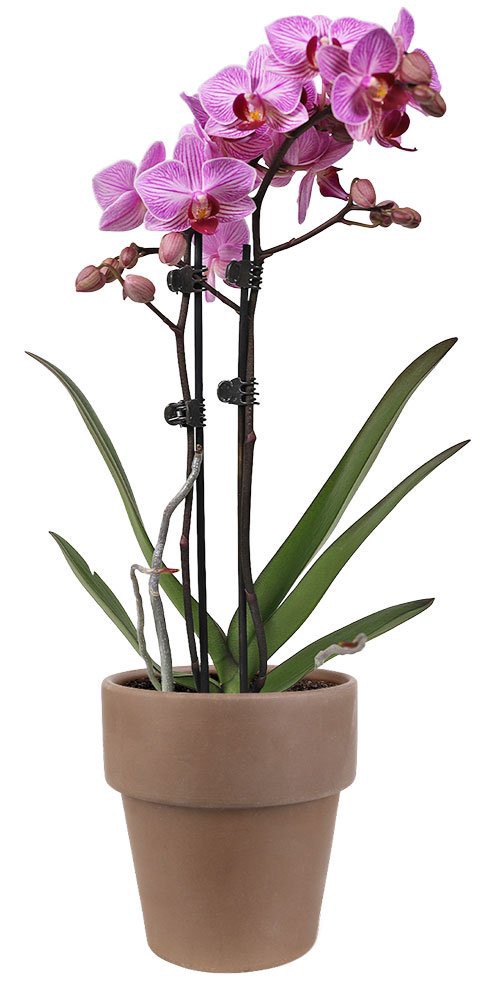 slide 1 of 1, Central Market Orchid, 3 in