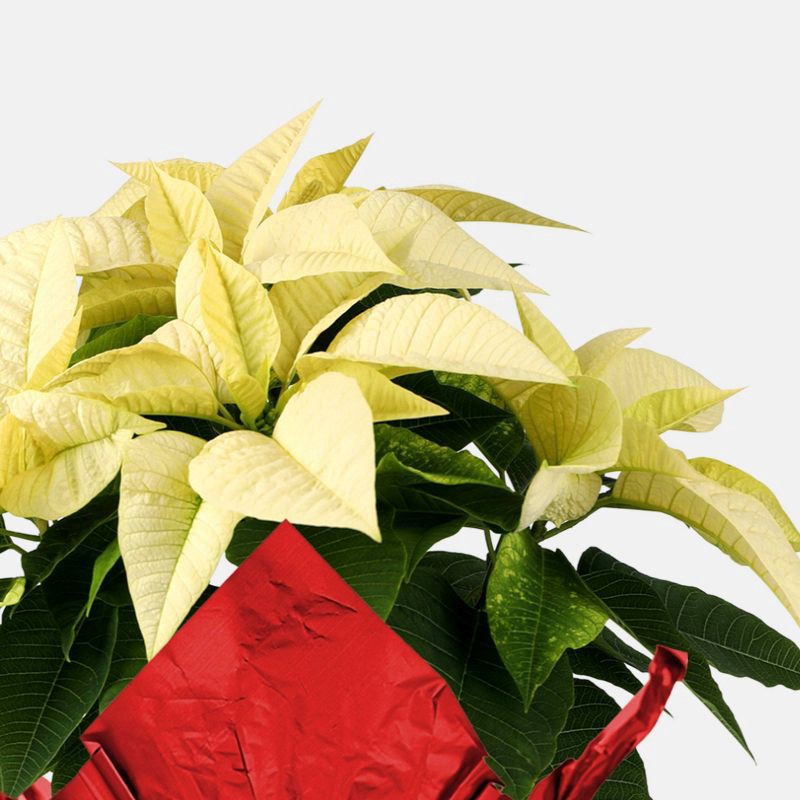 slide 2 of 5, Holiday 6" White Poinsettia Live Plant - Good Little Garden™, 1 ct