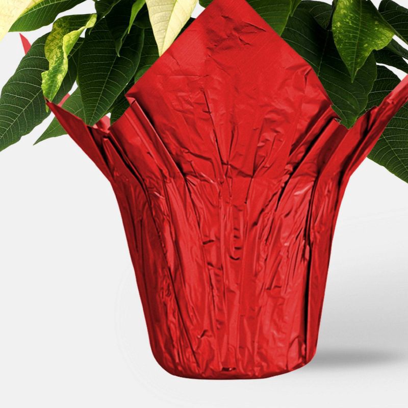 slide 3 of 5, Holiday 6" White Poinsettia Live Plant - Good Little Garden™, 1 ct