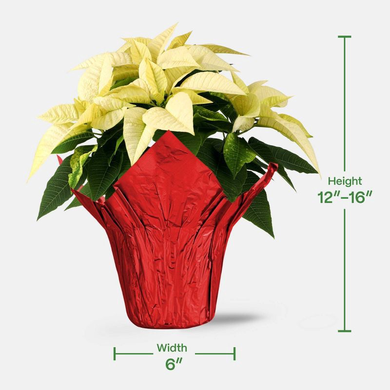 slide 4 of 5, Holiday 6" White Poinsettia Live Plant - Good Little Garden™, 1 ct