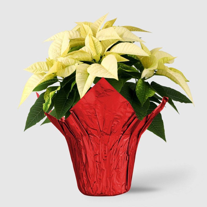 slide 1 of 5, Holiday 6" White Poinsettia Live Plant - Good Little Garden™, 1 ct