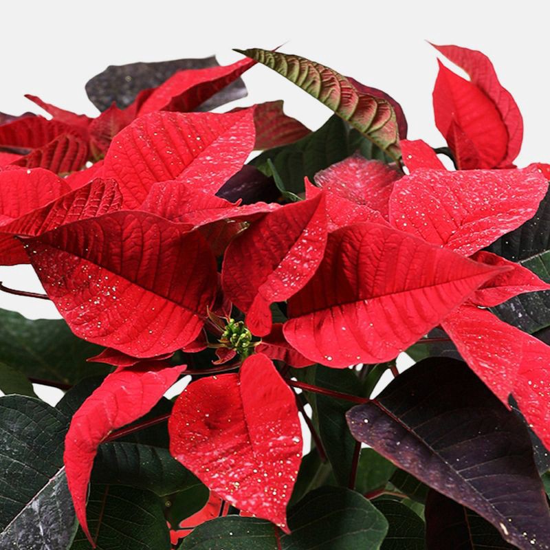 slide 2 of 5, Holiday 6" Novelty Poinsettia Live Plant - Good Little Garden™, 1 ct