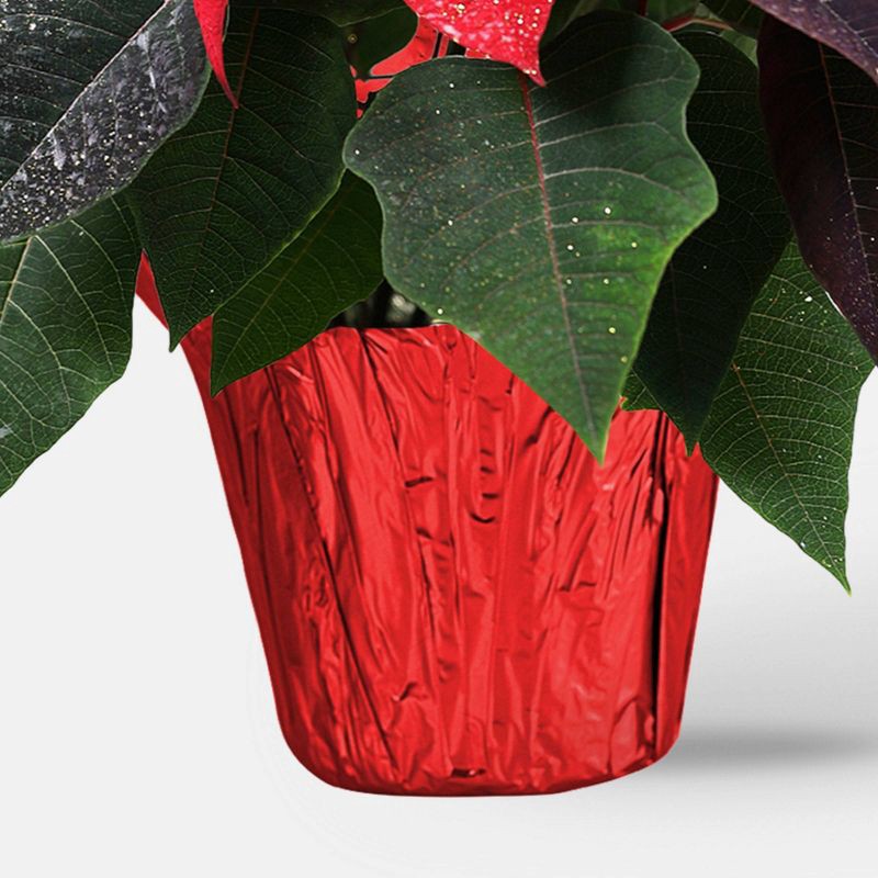 slide 3 of 5, Holiday 6" Novelty Poinsettia Live Plant - Good Little Garden™, 1 ct