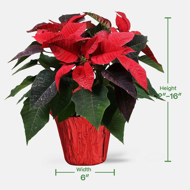 slide 4 of 5, Holiday 6" Novelty Poinsettia Live Plant - Good Little Garden™, 1 ct