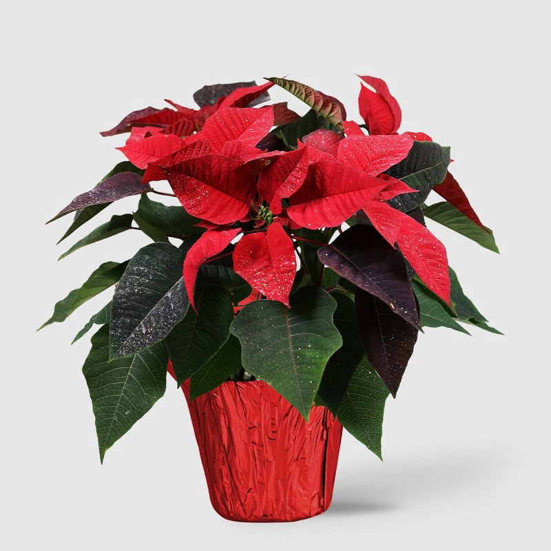 slide 1 of 5, Holiday 6" Novelty Poinsettia Live Plant - Good Little Garden™, 1 ct