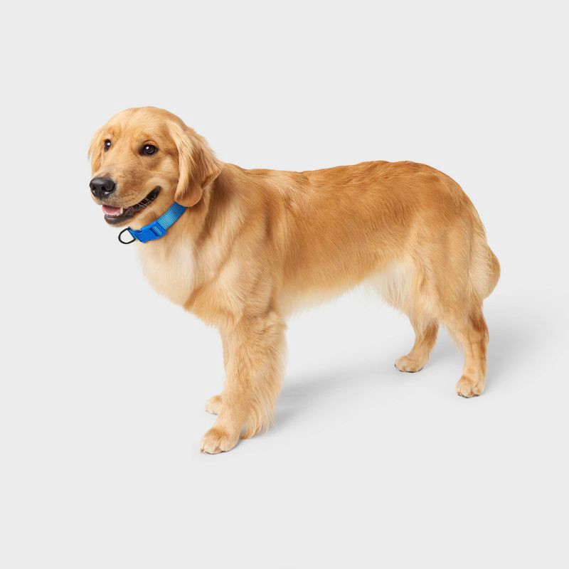 slide 3 of 3, Basic Adjustable Dog Collar with Matching Buckle - M - Blue - Boots & Barkley™, 1 ct