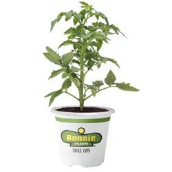 Bonnie Plants Tomato-Sun Sugar (Yellow