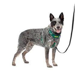 PetSafe Comfort No Pull Adjustable Dog Harness - M - Green: Nylon Material, Buckle Closure, 45-75 lbs Capacity, All Ages