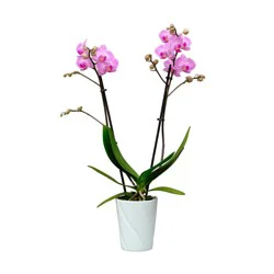 Bloom Haus 3-Inch Potted Orchid, 3 in