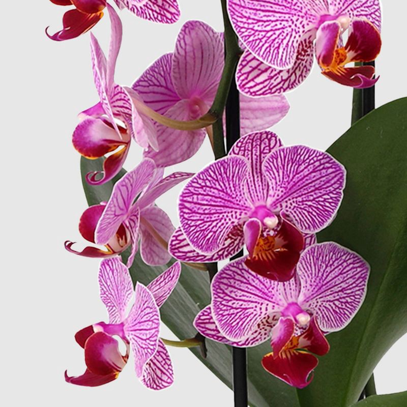 slide 2 of 7, Live 3" Waterfall Orchid Potted Plant (Colors May Vary) - Good Little Garden™, 1 ct