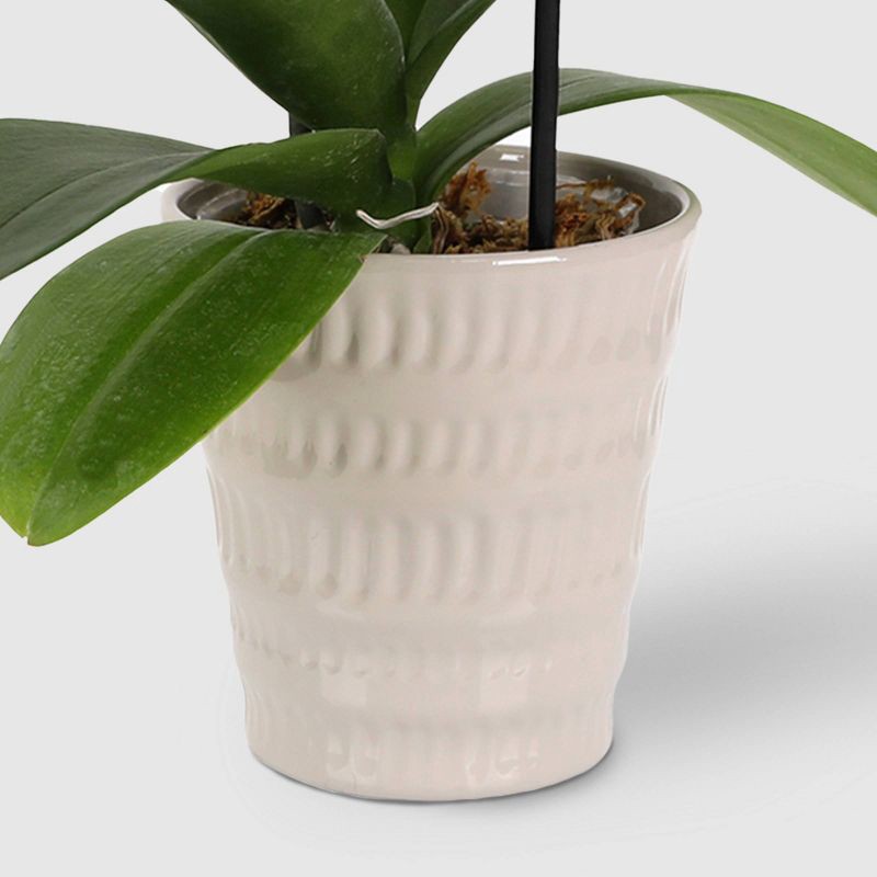 slide 3 of 7, Live 3" Waterfall Orchid Potted Plant (Colors May Vary) - Good Little Garden™, 1 ct