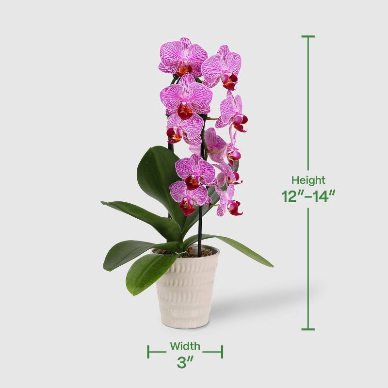 slide 4 of 7, Live 3" Waterfall Orchid Potted Plant (Colors May Vary) - Good Little Garden™, 1 ct