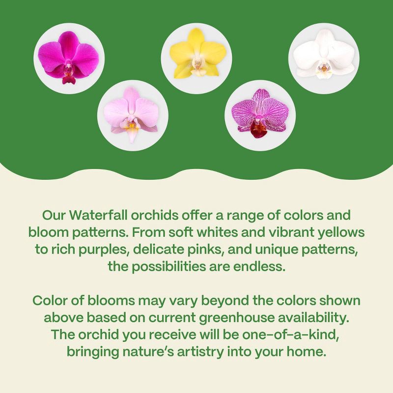 slide 5 of 7, Live 3" Waterfall Orchid Potted Plant (Colors May Vary) - Good Little Garden™, 1 ct