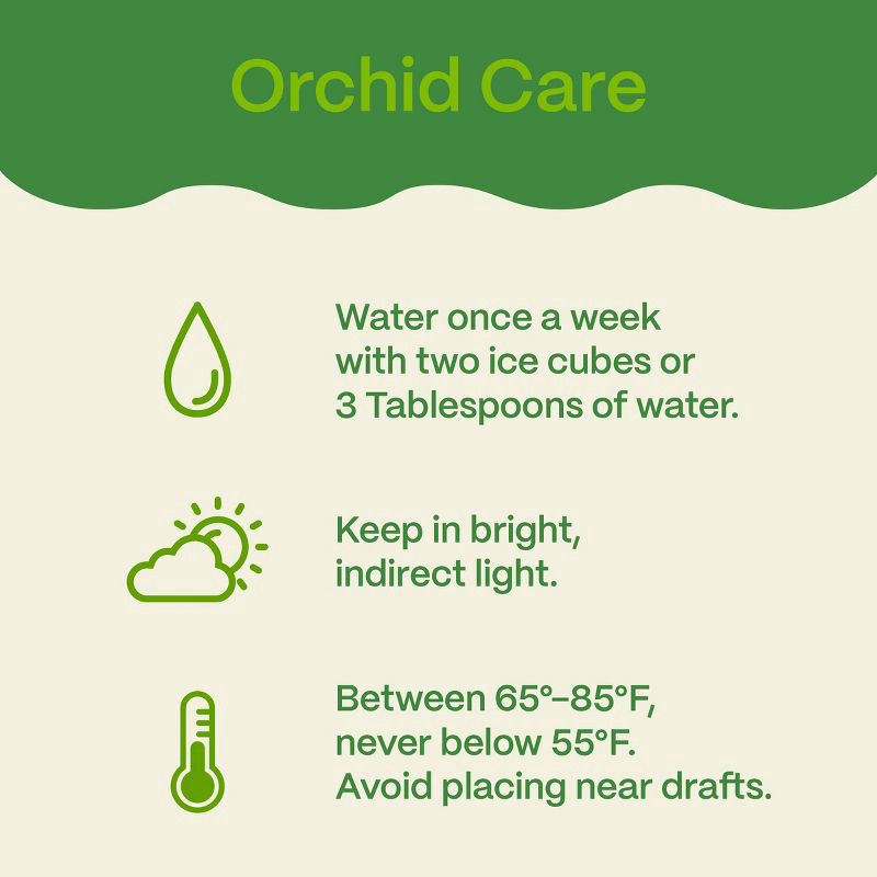 slide 6 of 7, Live 3" Waterfall Orchid Potted Plant (Colors May Vary) - Good Little Garden™, 1 ct