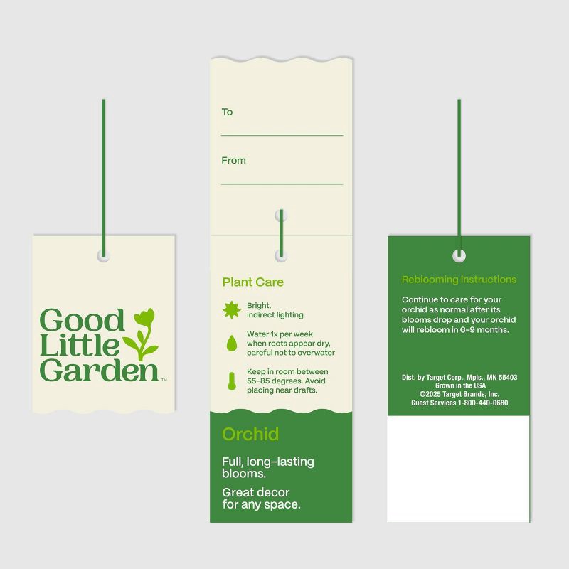 slide 7 of 7, Live 3" Waterfall Orchid Potted Plant (Colors May Vary) - Good Little Garden™, 1 ct