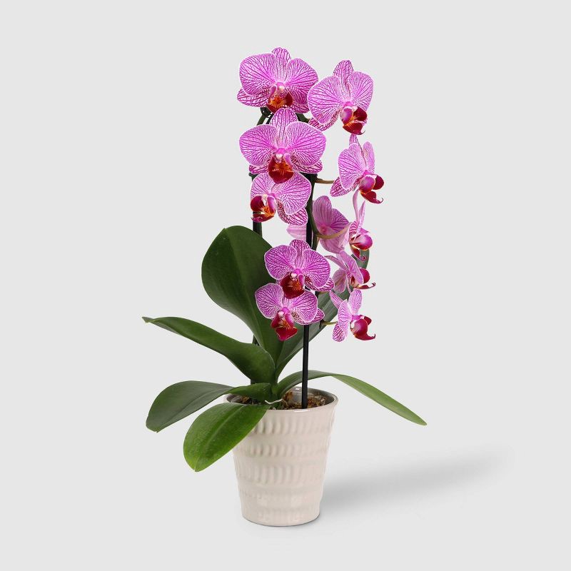 slide 1 of 7, Live 3" Waterfall Orchid Potted Plant (Colors May Vary) - Good Little Garden™, 1 ct