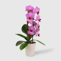 Live 3" Waterfall Orchid Potted Plant (Colors May Vary) - Good Little Garden™