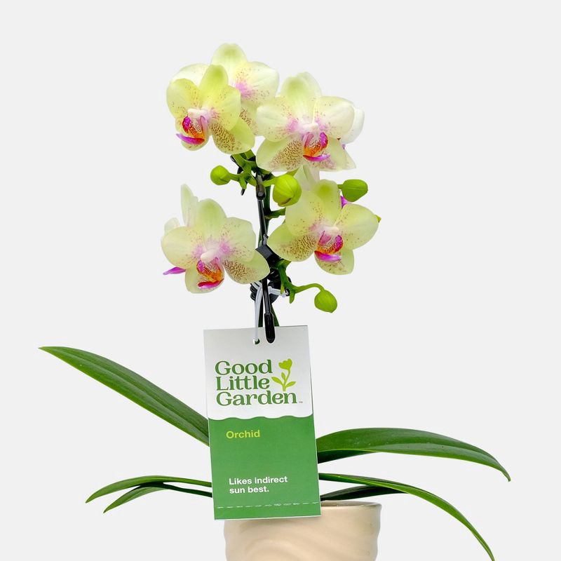 slide 2 of 7, Live 2" Wave Orchid Potted Plant (Colors May Vary) - Good Little Garden™, 1 ct