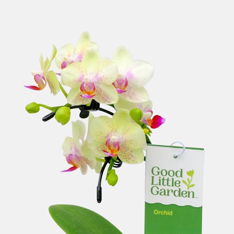 slide 3 of 7, Live 2" Wave Orchid Potted Plant (Colors May Vary) - Good Little Garden™, 1 ct