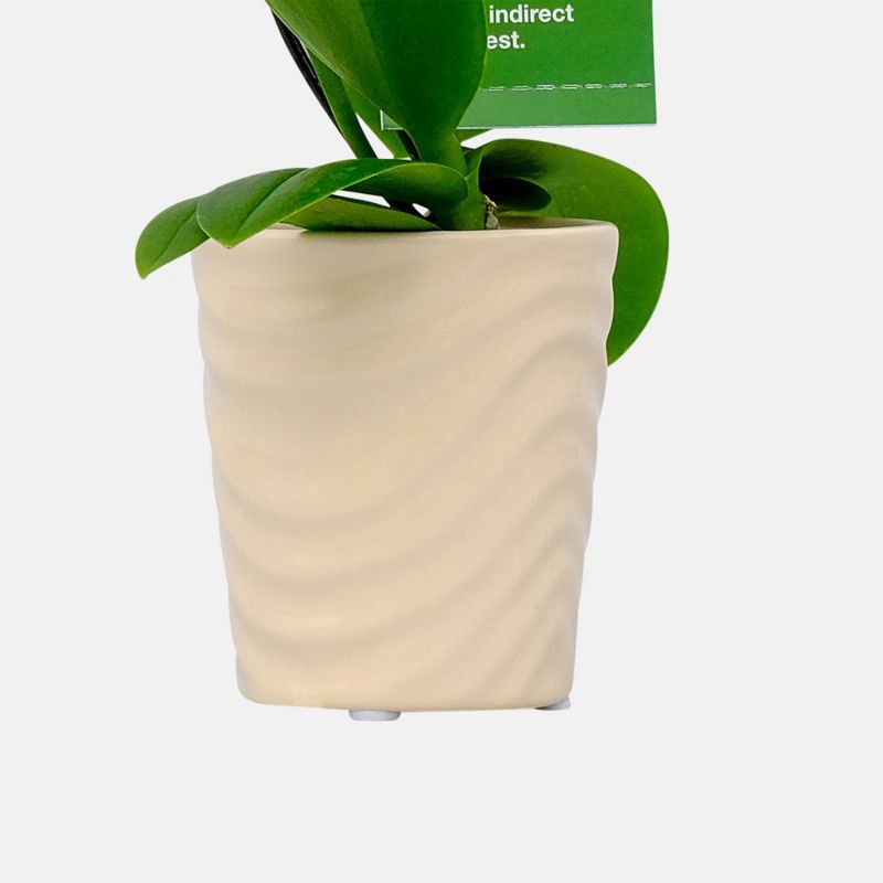 slide 4 of 7, Live 2" Wave Orchid Potted Plant (Colors May Vary) - Good Little Garden™, 1 ct