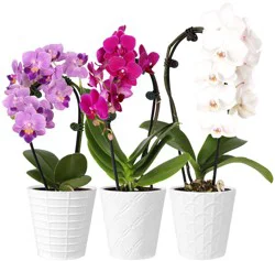 Central Market Petite Waterfall Orchid in Ceramic