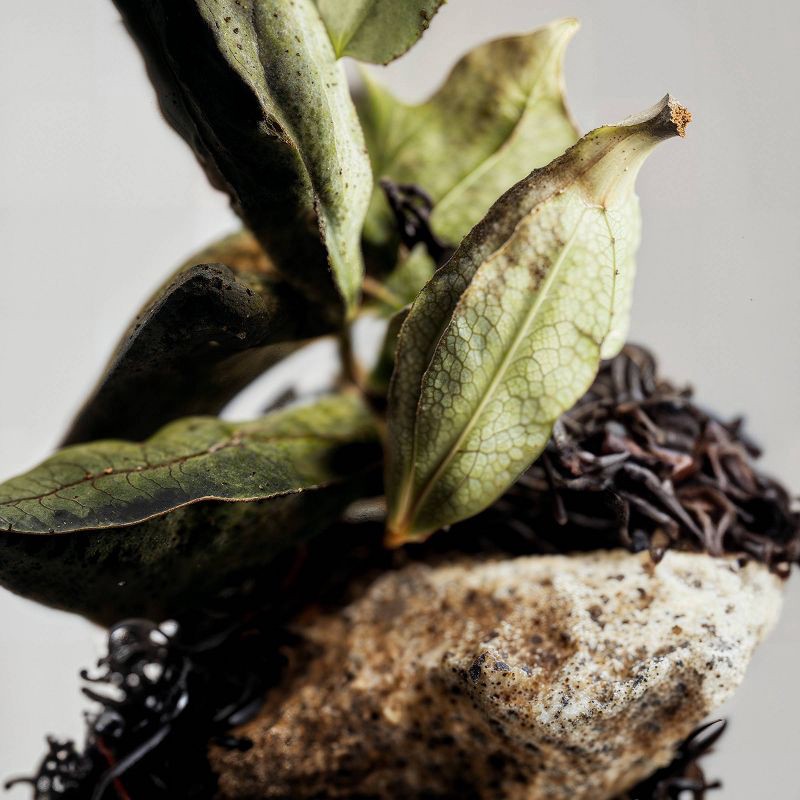 slide 5 of 8, fine'ry. Men's Travel Size Eau De Cologne - Jungle Vetiver - 2 fl oz, 2 fl oz