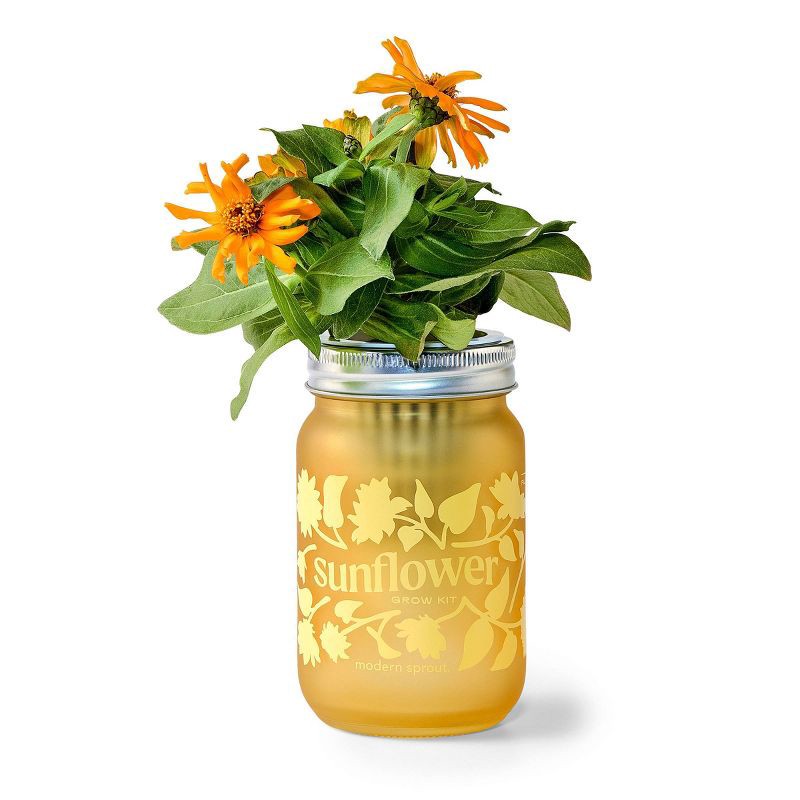 slide 1 of 6, Modern Sprout Sunflower Yellow Pint Jar Grow Kit, 1 ct