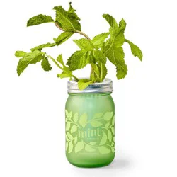 Modern Sprout Mint Green Pint Jar Grow Kit