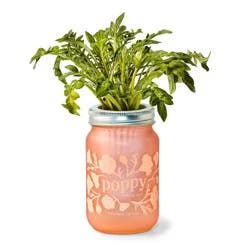Modern Sprout Poppy Purple Pint Jar Grow Kit