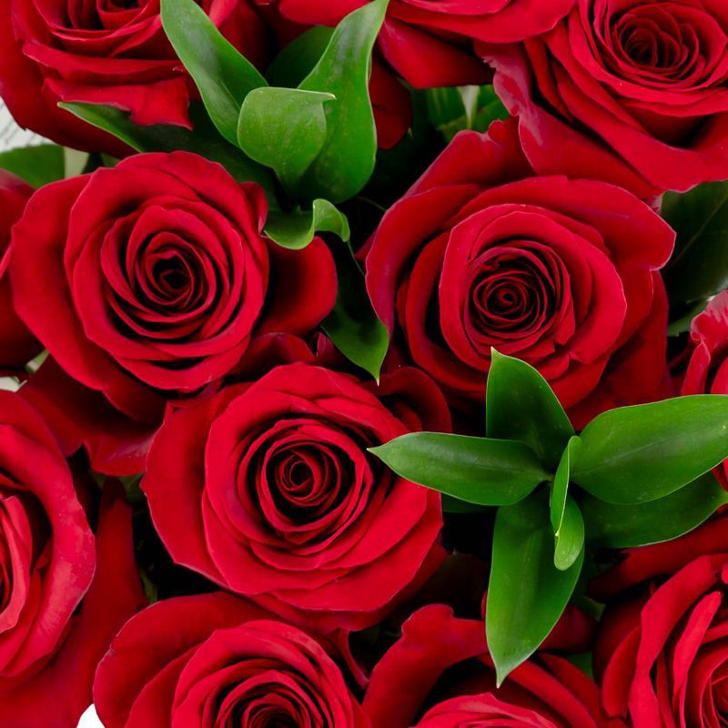 slide 3 of 4, Distributed by Vendor Dozen Fresh Cut Vibrant Red Roses, 1 ct