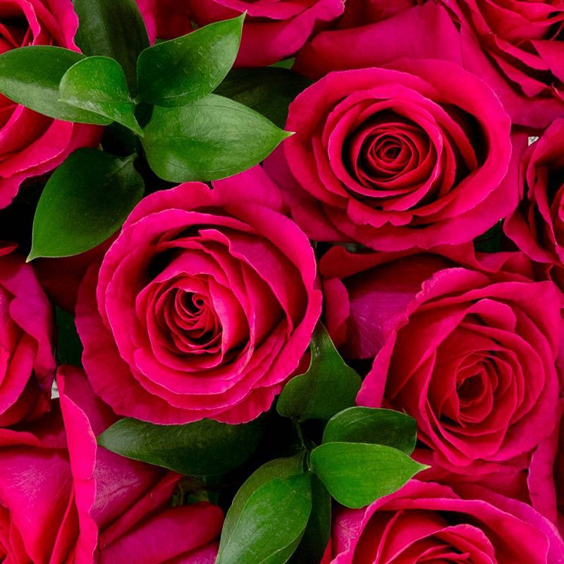 slide 6 of 8, Dozen Fresh Cut Vibrant Pink Roses (Colors May Vary) - Good Little Garden™, 1 ct