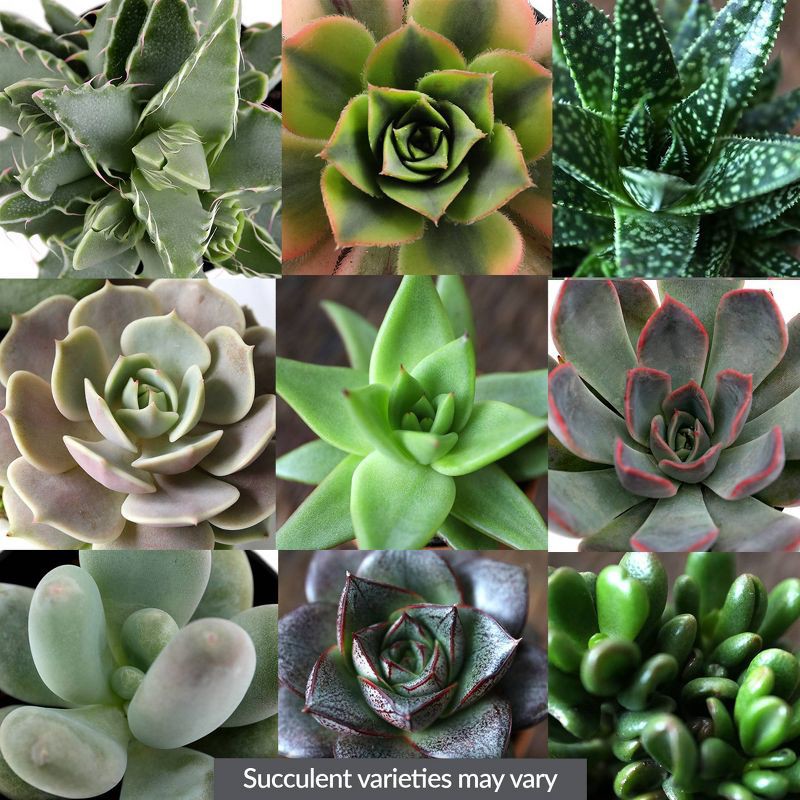 slide 2 of 5, Distributed by Vendor Live Mini Succulent Plant in Decorative Pot, 1 ct
