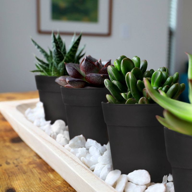 slide 3 of 5, Distributed by Vendor Live Mini Succulent Plant in Decorative Pot, 1 ct